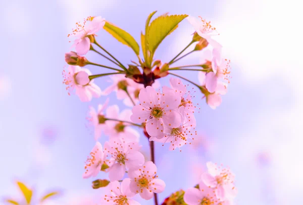 Fiori di ciliegio — Foto Stock