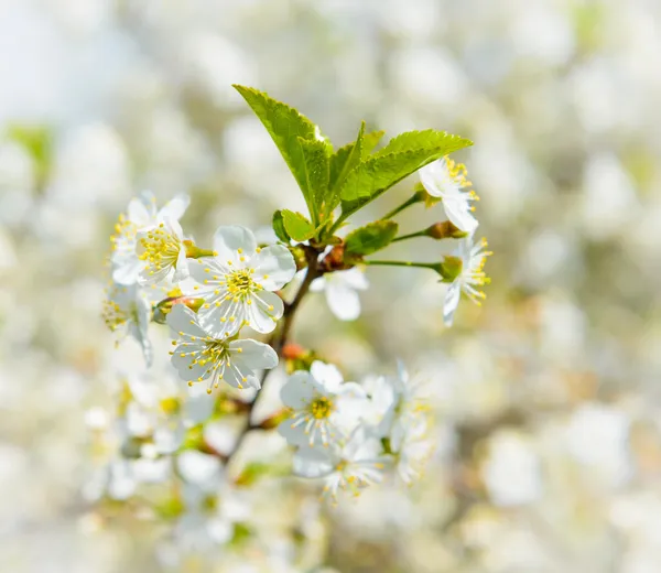 Třešňové květy — Stock fotografie