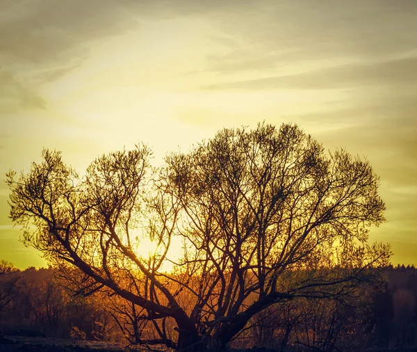 Sole su un albero — Foto Stock