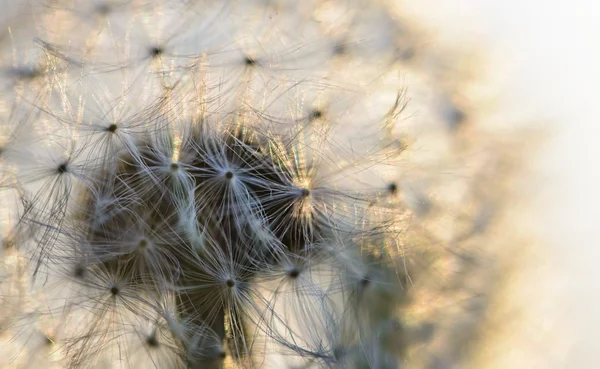 Big dandelion head — Stock Photo, Image