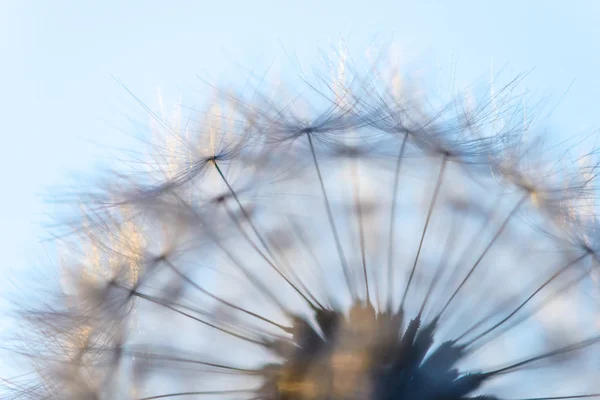 Big dandelion head — Stock Photo, Image