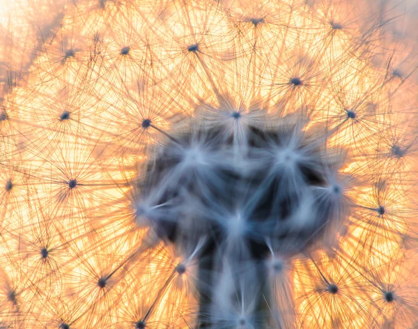 Güneşte karahindiba çiçeği — Stok fotoğraf