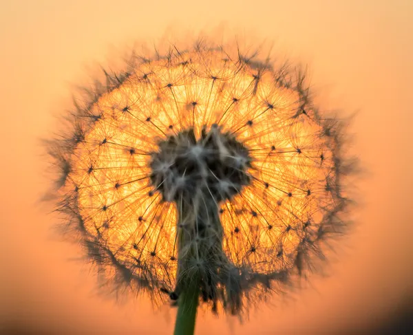 Dandelion flower in the sun — Stock Photo, Image