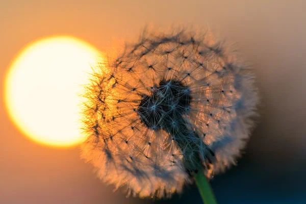 Pitypang virág a napon — Stock Fotó