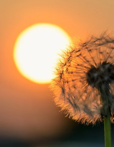 Dandelion flower in the sun — Stock Photo, Image
