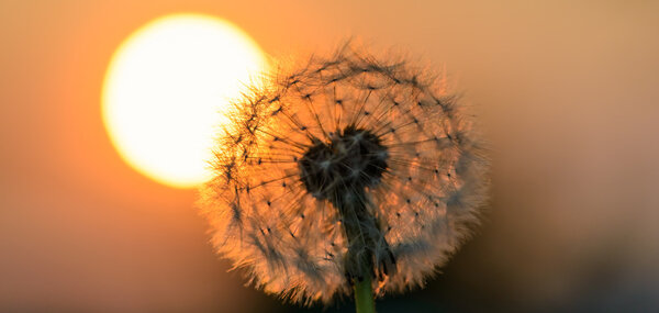Dandelion flower in the sun