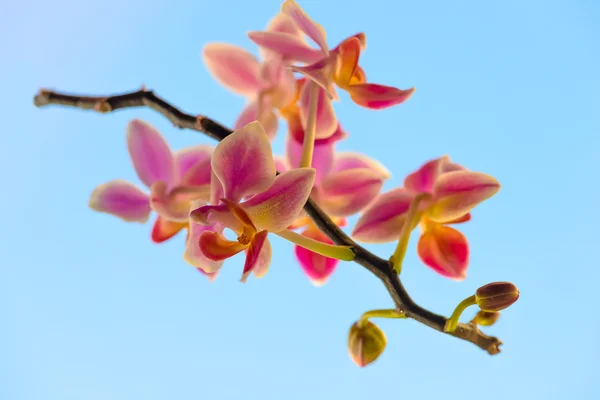 Orchideenblume — Stockfoto