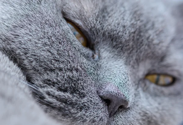 El gato británico — Foto de Stock