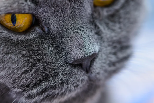 O gato britânico — Fotografia de Stock