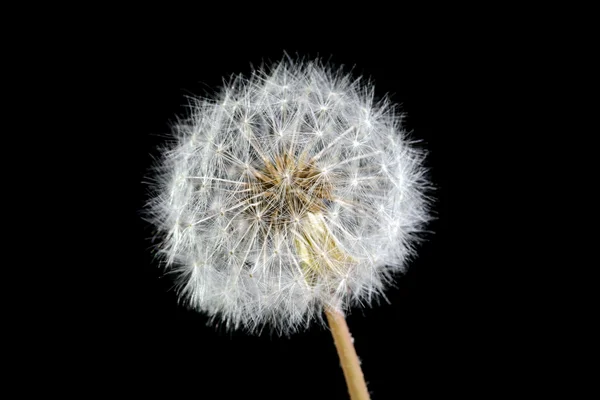 Dandelion fluffy black background — Stock Photo, Image