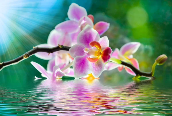 Fiore del Orchid — Foto Stock