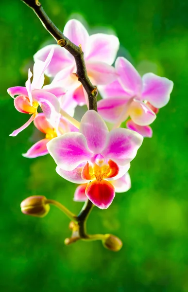 Flor de orquídea — Fotografia de Stock