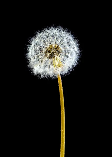 Paardebloem pluizige zwarte achtergrond — Stockfoto