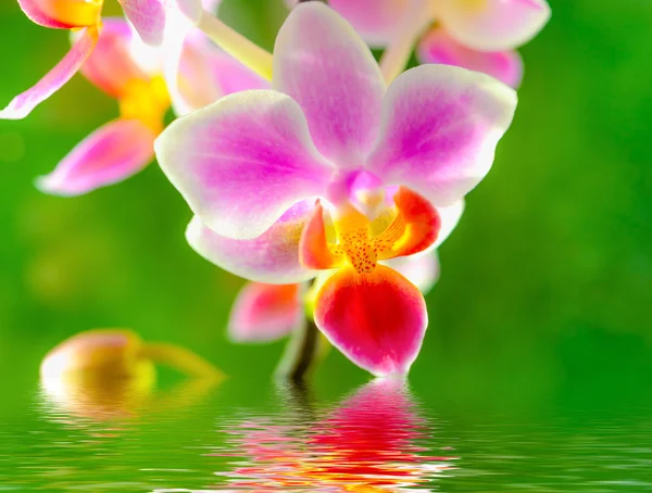 Flor de orquídea — Foto de Stock