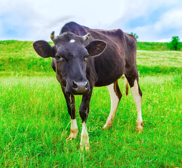 Cow grazes — Stock Photo, Image