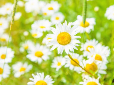 Daisy bir çayır üzerinde