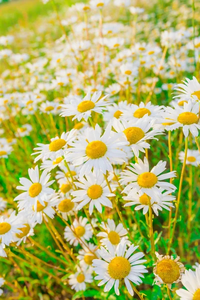 Gänseblümchen auf einer Wiese — Stockfoto