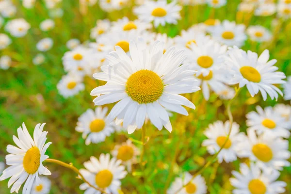 Daisy på en eng – stockfoto