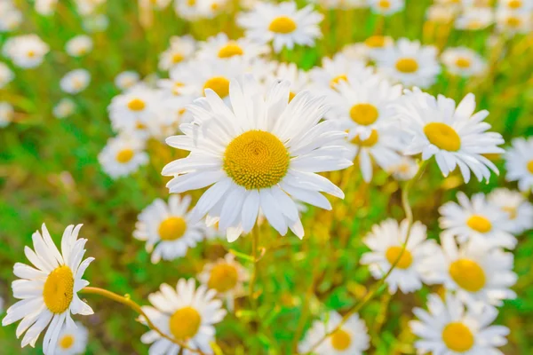 Daisy on a meadow — Stock Photo, Image