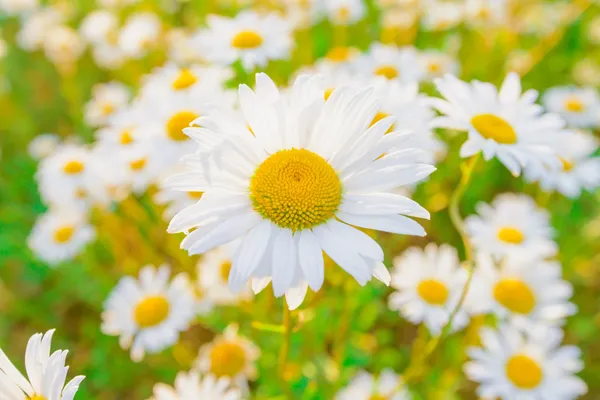 Daisy on a meadow — Stock Photo, Image