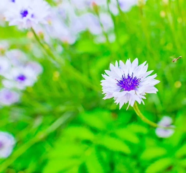 Gänseblümchen auf einer Wiese — Stockfoto