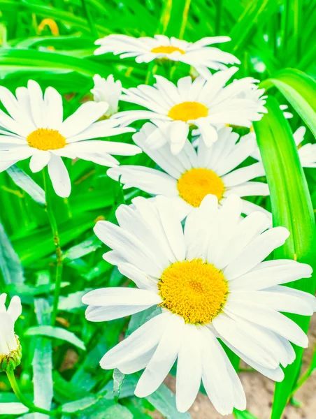 Daisy på en eng – stockfoto