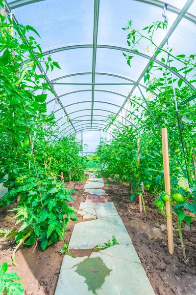 Arched greenhouse — Stock Photo, Image