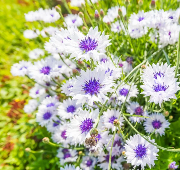 Marguerite sur une prairie — Photo