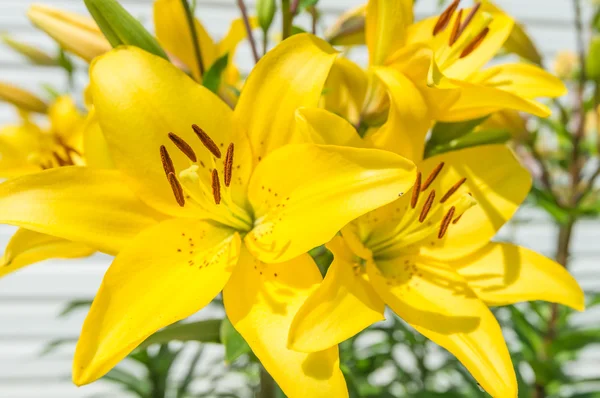 Lily — Stock Photo, Image