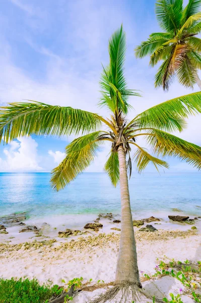 Sahil Kıyısı Karayip Sakin Suyu Palmiye Ağacı Dominik Manzaralı — Stok fotoğraf