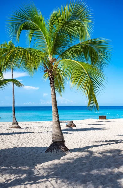 Ακτή Παραλία Καραϊβική Ήρεμα Νερά Φοίνικα Dominican Άποψη — Φωτογραφία Αρχείου