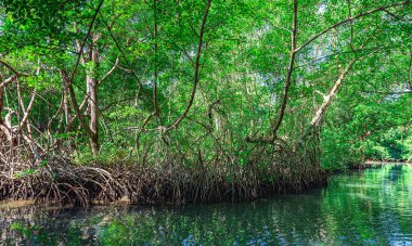 Dominik Cumhuriyeti 'nin Karayip kıyısındaki tropik mangrov ormanı