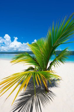 Palmiyeli beyaz kum cenneti Bokardi Adası Samana Körfezi