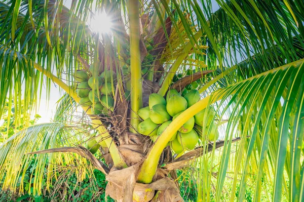 Tropical Climate Green Palm Coconut Fruits Sun — Stock Photo, Image