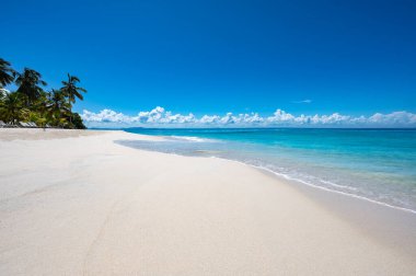 Güneşli yaz manzarası Palmiye ağacına bakan deniz kıyısı Gökyüzü Cenneti