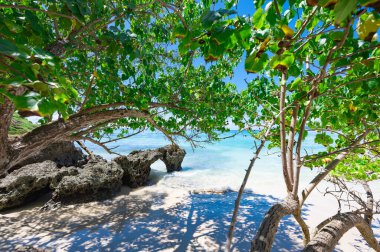 Atlantik Okyanusu 'nun güzel tropikal manzarası gökyüzüne karşı Palmiye Okyanusu Gökyüzü Karayipleri kıyısı