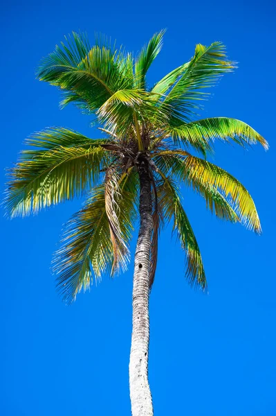 Palmeira Contra Céu Baixo Para Cima — Fotografia de Stock