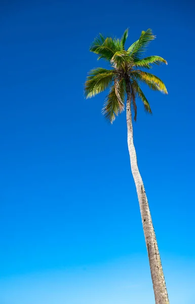 ヤシの木 下から上へ空を背景 — ストック写真