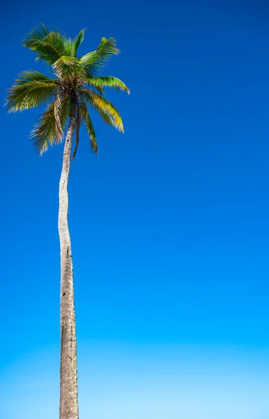 Palmboom Tegen Hemel Van Bottom — Stockfoto