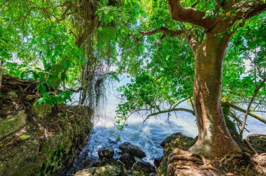 palmiye ağacı sokak yol denize lider