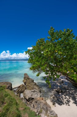 Atlantik Okyanusu 'nun güzel tropikal manzarası gökyüzüne karşı Palmiye Okyanusu Gökyüzü Karayipleri kıyısı