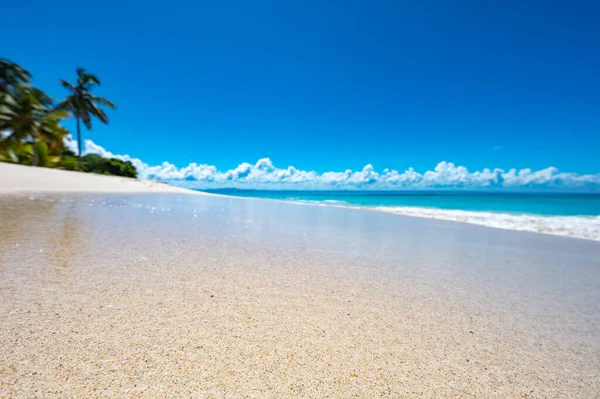 Güneşli yaz manzarası Palmiye ağacına bakan deniz kıyısı Gökyüzü Cenneti