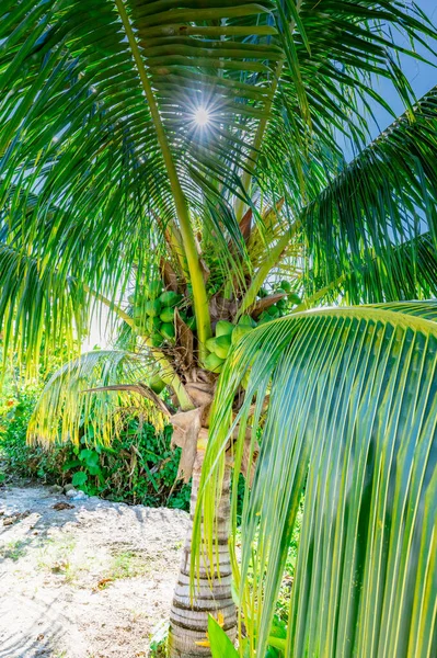 Tropisch Klimaat Groene Palm Met Kokosvruchten Zon — Stockfoto