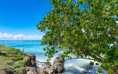 Atlantik Okyanusu 'nun güzel tropikal manzarası gökyüzüne karşı Palmiye Okyanusu Gökyüzü Karayipleri kıyısı