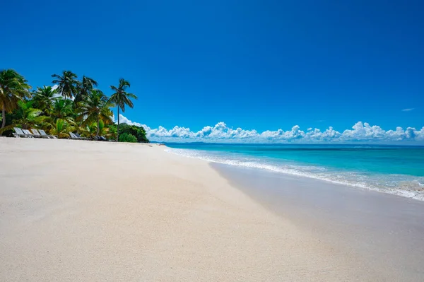 Sunny Summer Landscape Waterfront Seashore Overlooking Palm Tree Palm Ocean — Stock Photo, Image