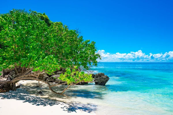 Paraíso Naturaleza Mar Una Playa Tropical Con Árbol Verde Caribe —  Fotos de Stock