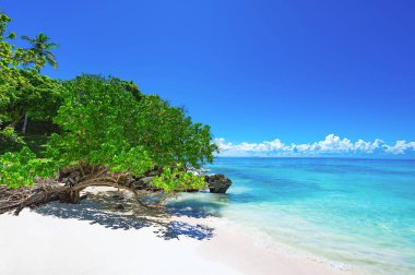 Cennet doğası, tropik bir sahilde deniz yeşil ağaçlı Dominik Karayipleri