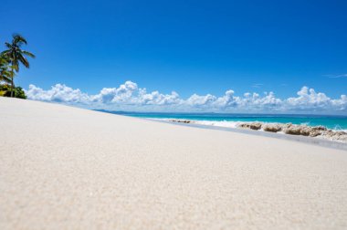 Güneşli yaz manzarası Palmiye ağacına bakan deniz kıyısı Gökyüzü Cenneti