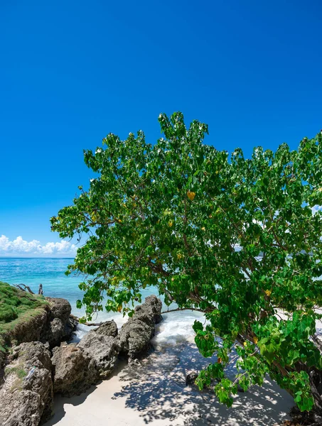 Atlantik Okyanusu 'nun güzel tropikal manzarası gökyüzüne karşı Palmiye Okyanusu Gökyüzü Karayipleri kıyısı