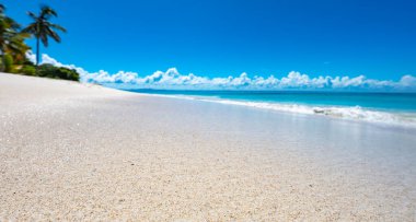 Güneşli yaz manzarası Palmiye ağacına bakan deniz kıyısı Gökyüzü Cenneti